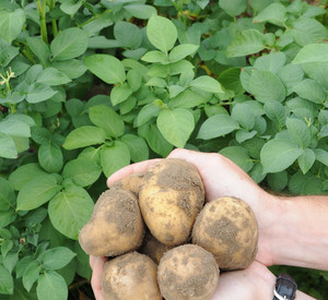Kartoffeln; Bild: rlp-archiv, dpa