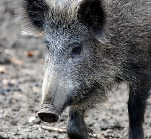 Wildschwein, Bild: dpa