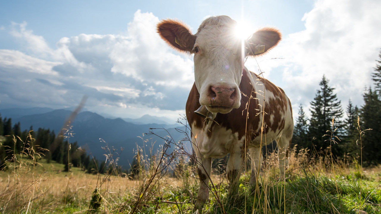 Eine Kuh steht auf einer Wiese