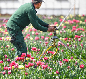 Gärtner im Blumenbeet auf der Landesgartenschau; Bild: dpa