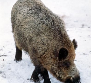 Wildschwein; Bild: dpa