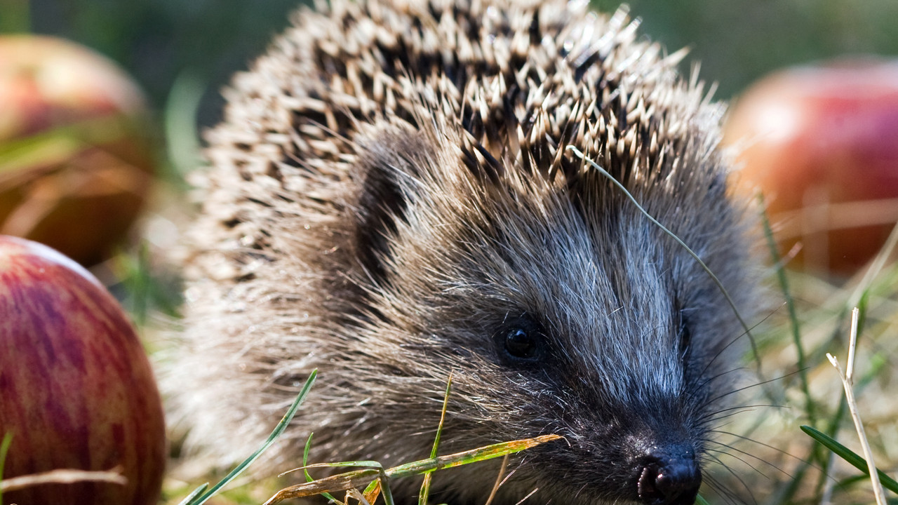 Igel; Bild: dpa