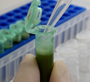 Ziel des RCR ist die Entwicklung innovativer Wege in der Chemie und Verfahrenstechnik, um biogene Rohstoffe in Wertstoffe umzuwandeln; Bild: dpa