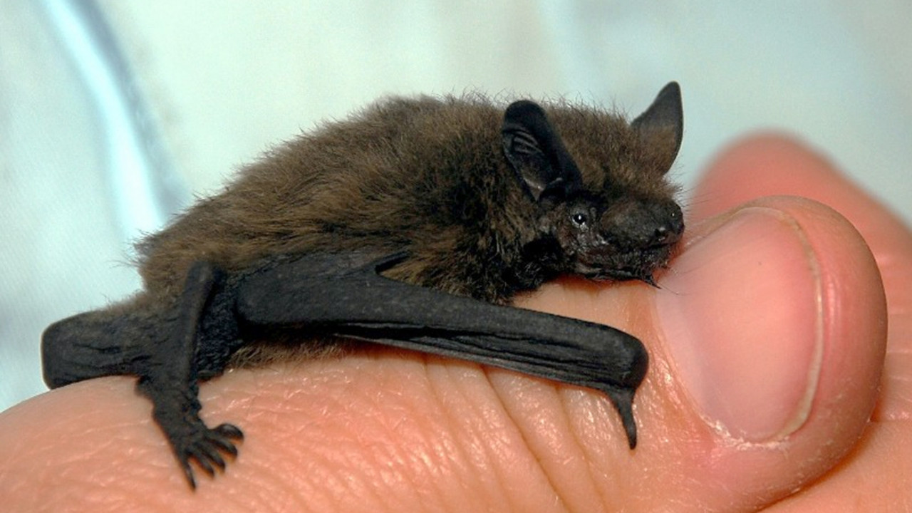 Fledermaus; Bild: dpa