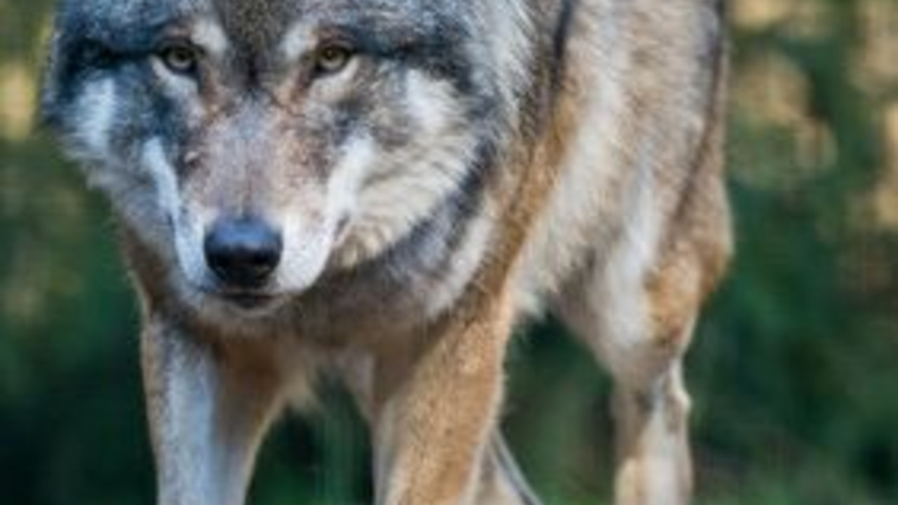 Ministerin Höfken stellt den Wolfsmanagementplan vor; Bild: dpa