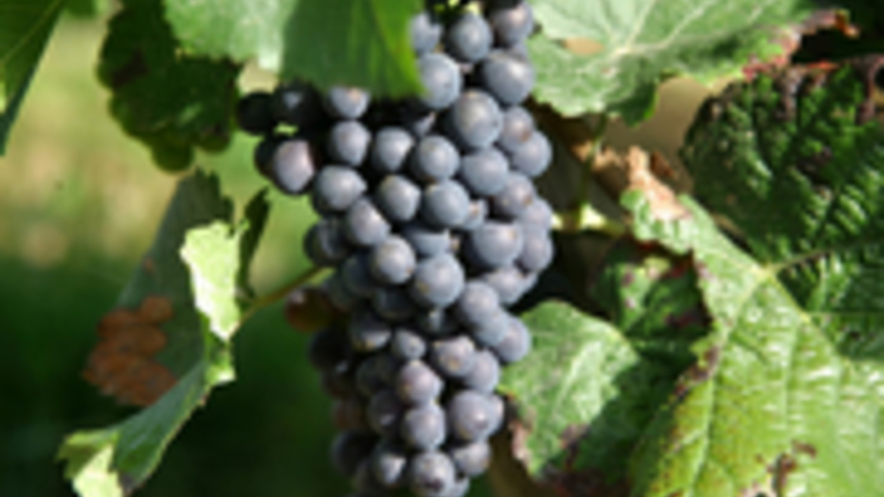 Weinrebe;Bild:rlp-Archiv