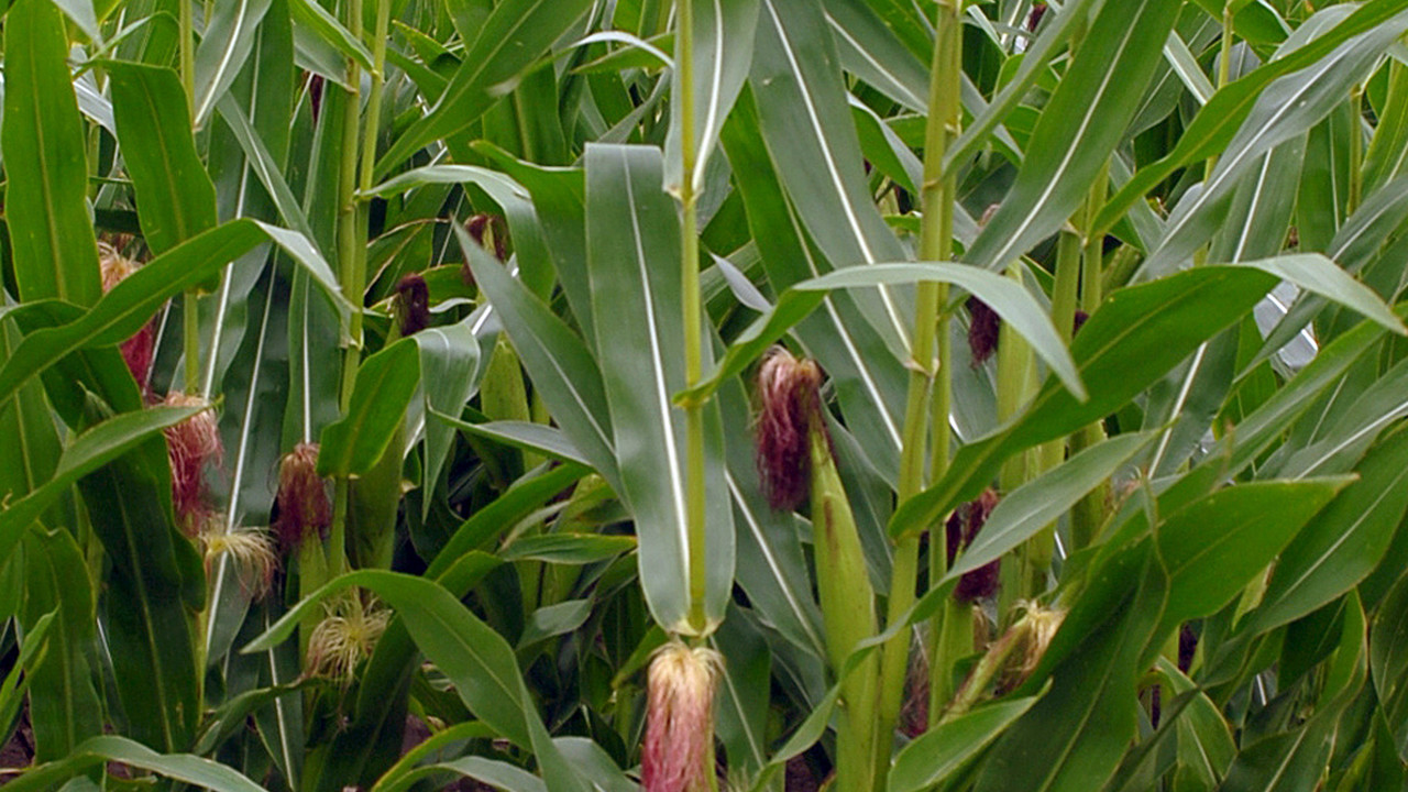 Maisfeld; Bild: dpa