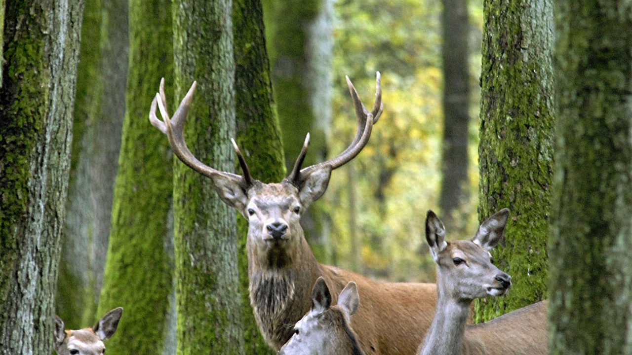 Rotwild im Wald; Bild: dpa