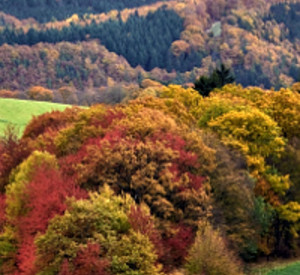 Waldgebiet in Rheinland-Pfalz; Bild: Landesforsten rlp Hansen/Lamour