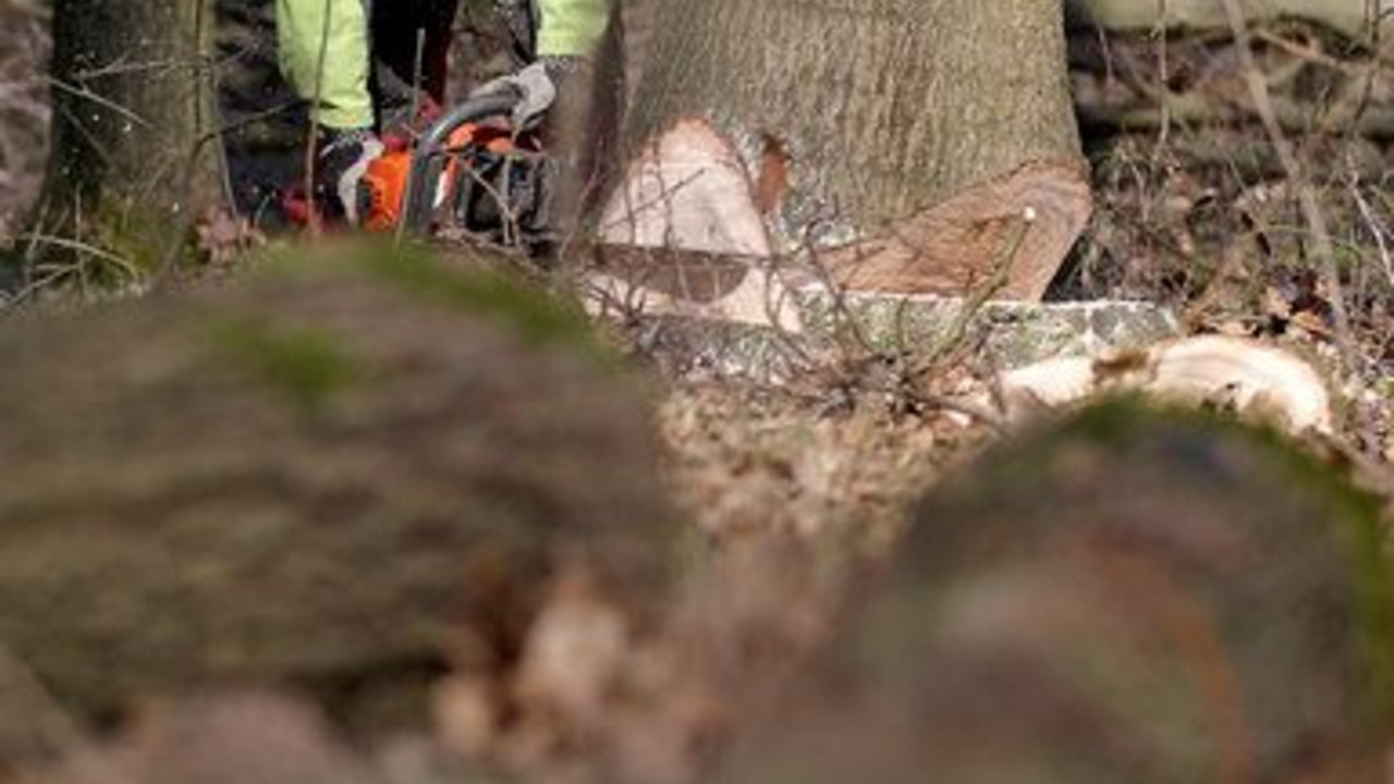 Ministerpräsidentin Malu Dreyer hat um eine Klarstellung zur Holzvermarktung im Bundeswaldgesetz gebeten; Bild: dpa