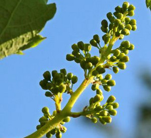 Fruchtknoten einer Rebe, Bild: dpa