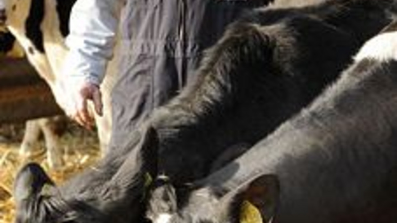 Landwirt mit Kühen; Bild: rlp-Archiv