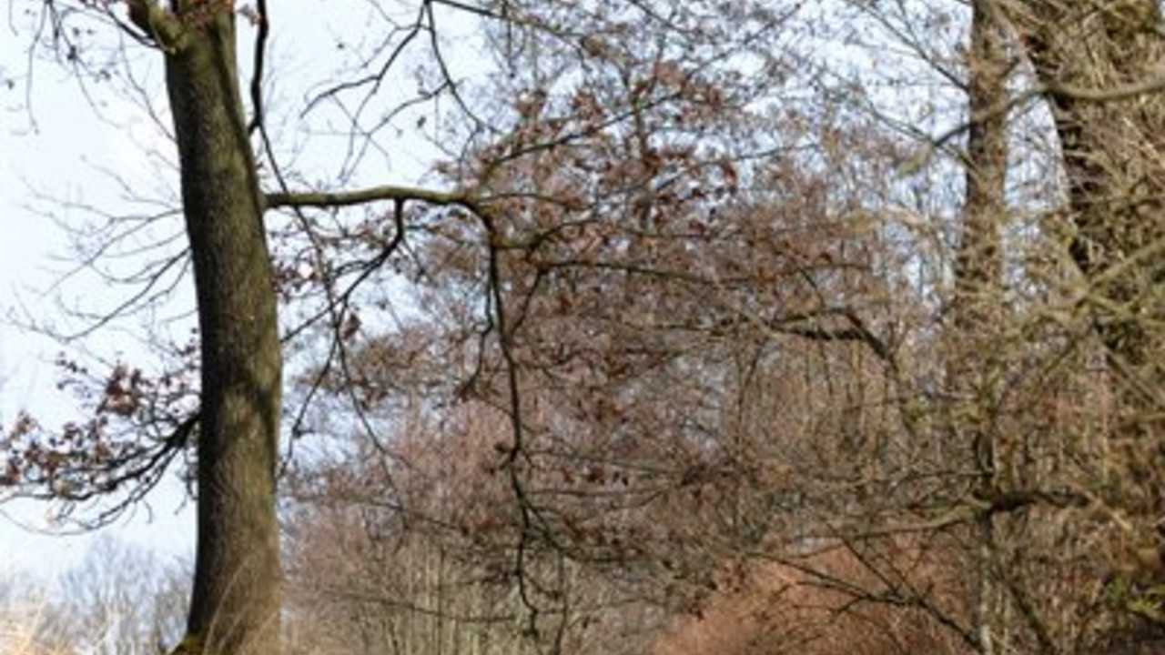 Die Auwälder am Rhein sollen besonders geschützt werden; Bild: Dpa