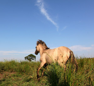 Pferd; Bild: dpa