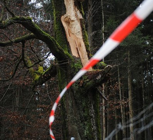 Ein abgebrochener Baum mit Absperrband; Bild: rlp-Archiv