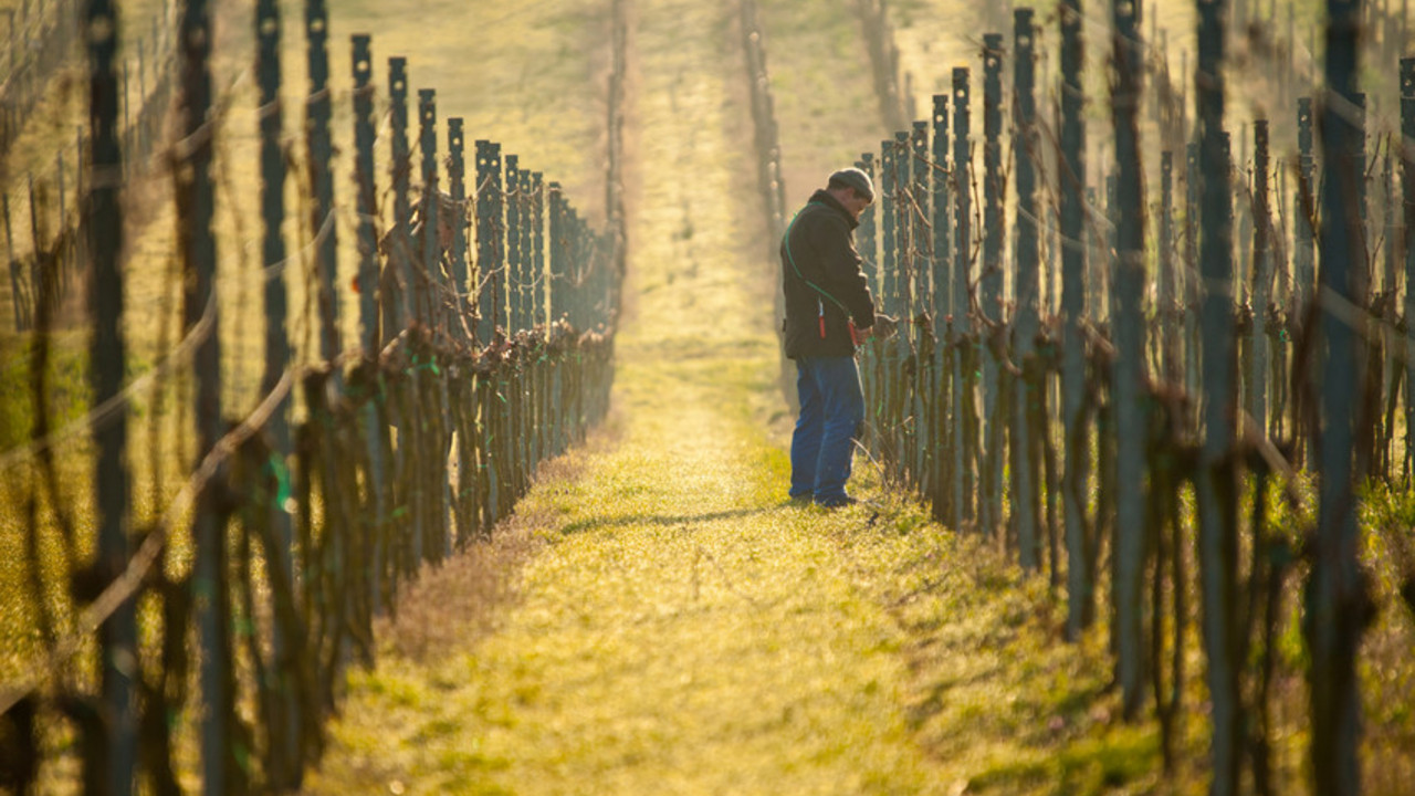 Arbeit im Weinberg