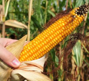 Der österreichische Landwirtschaftsminister Andrä Rupprechter und die rheinland-pfälzische Landwirtschaftsministerin Ulrike Höfken waren sich einig in der Ablehnung des Anbaus gentechnisch veränderter Pflanzen; Bild: dpa