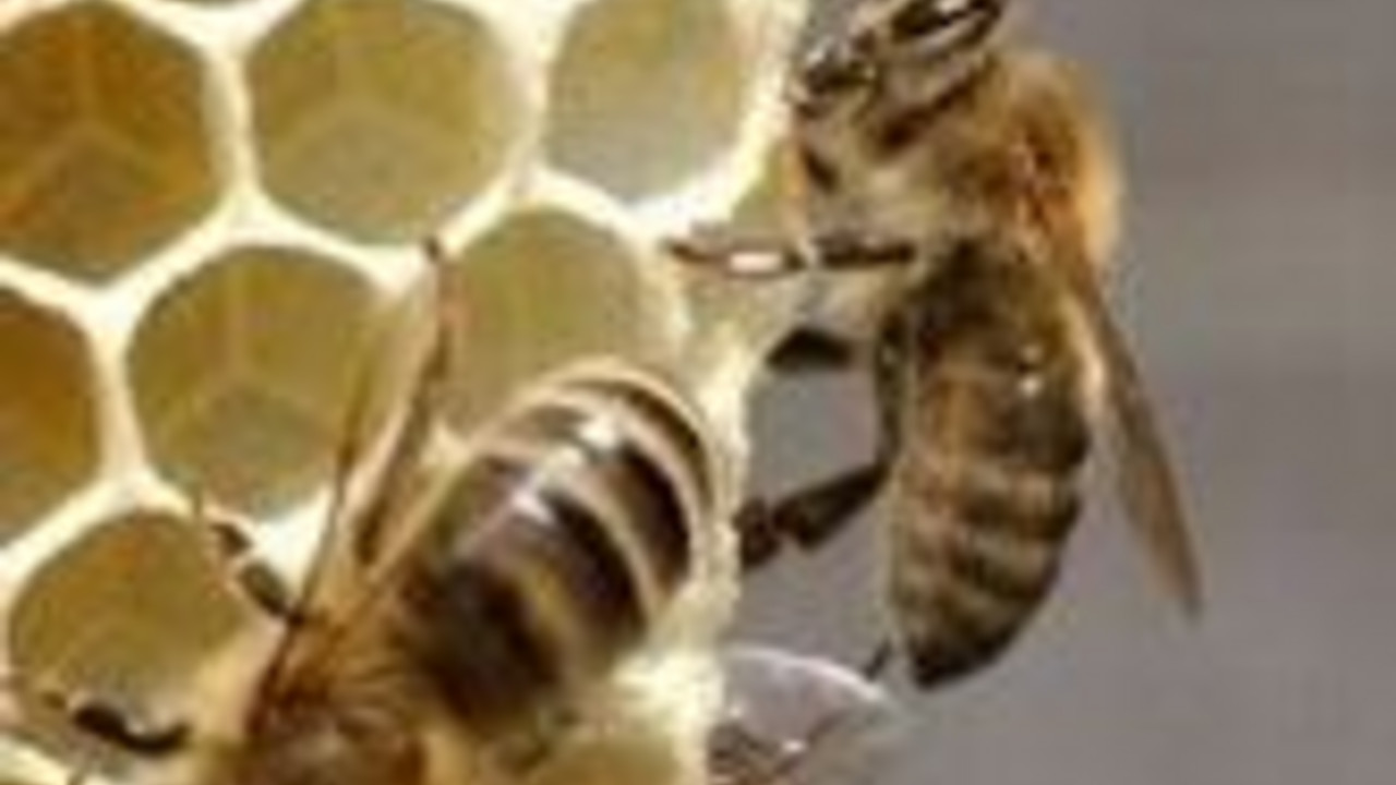 Bienen; Bild: stk
