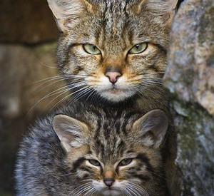 Wildkatzen; Bild: rlp-Archiv