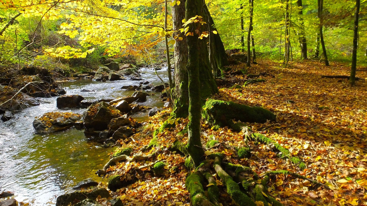Ein Bachlauf im Nationalpark Hunsrück-Hochwald