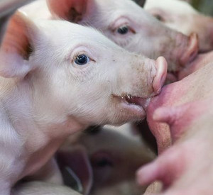 Wie Schweine gehalten wurden, soll nach Willen von Ministerpräsidentin Malu Dreyer und Umweltministerin Ulrike Höfken in Zukunft gekennzeichnet werden; Bild: dpa