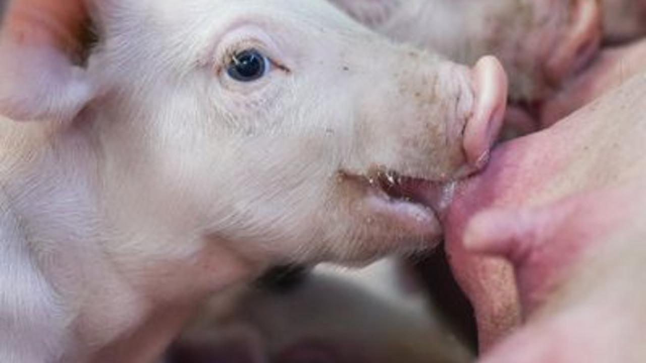 Wie Schweine gehalten wurden, soll nach Willen von Ministerpräsidentin Malu Dreyer und Umweltministerin Ulrike Höfken in Zukunft gekennzeichnet werden; Bild: dpa