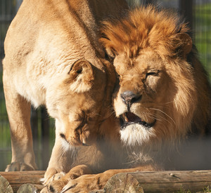 Löwen im Zoo Neuwied