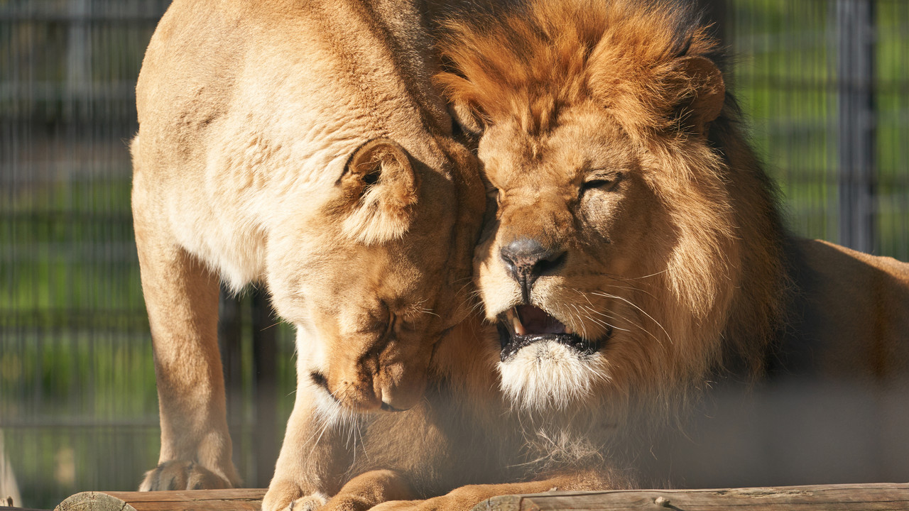 Löwen im Zoo Neuwied