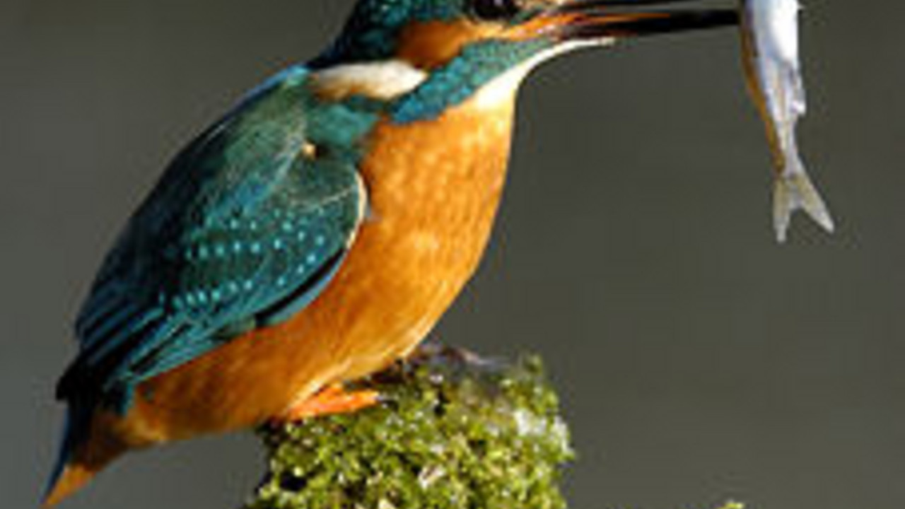 Eisvogel; Bild: rlp-Archiv