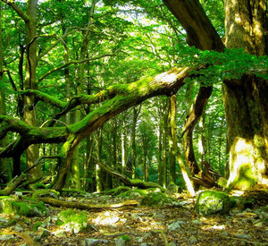 Buchenwald im Nationalpark Hunsrück-Hochwald