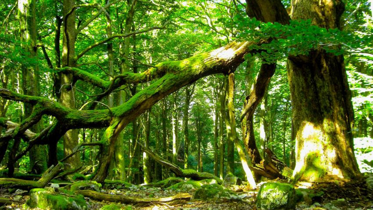 Buchenwald im Nationalpark Hunsrück-Hochwald