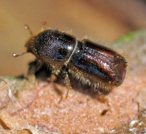 Borkenkäfer; Bild: dpa