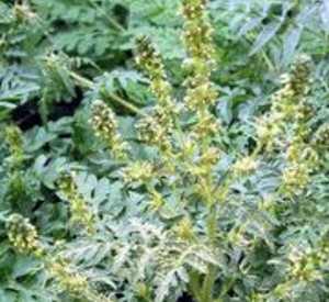 Die Pflanze Ambrosia; Bild: rlp-Archiv