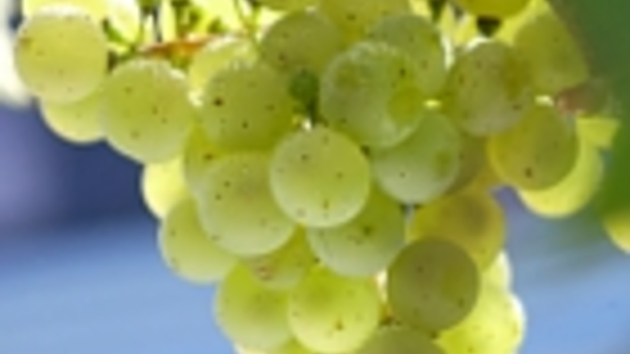 Weinrebe mit Traube; Bild: rlp-Archiv