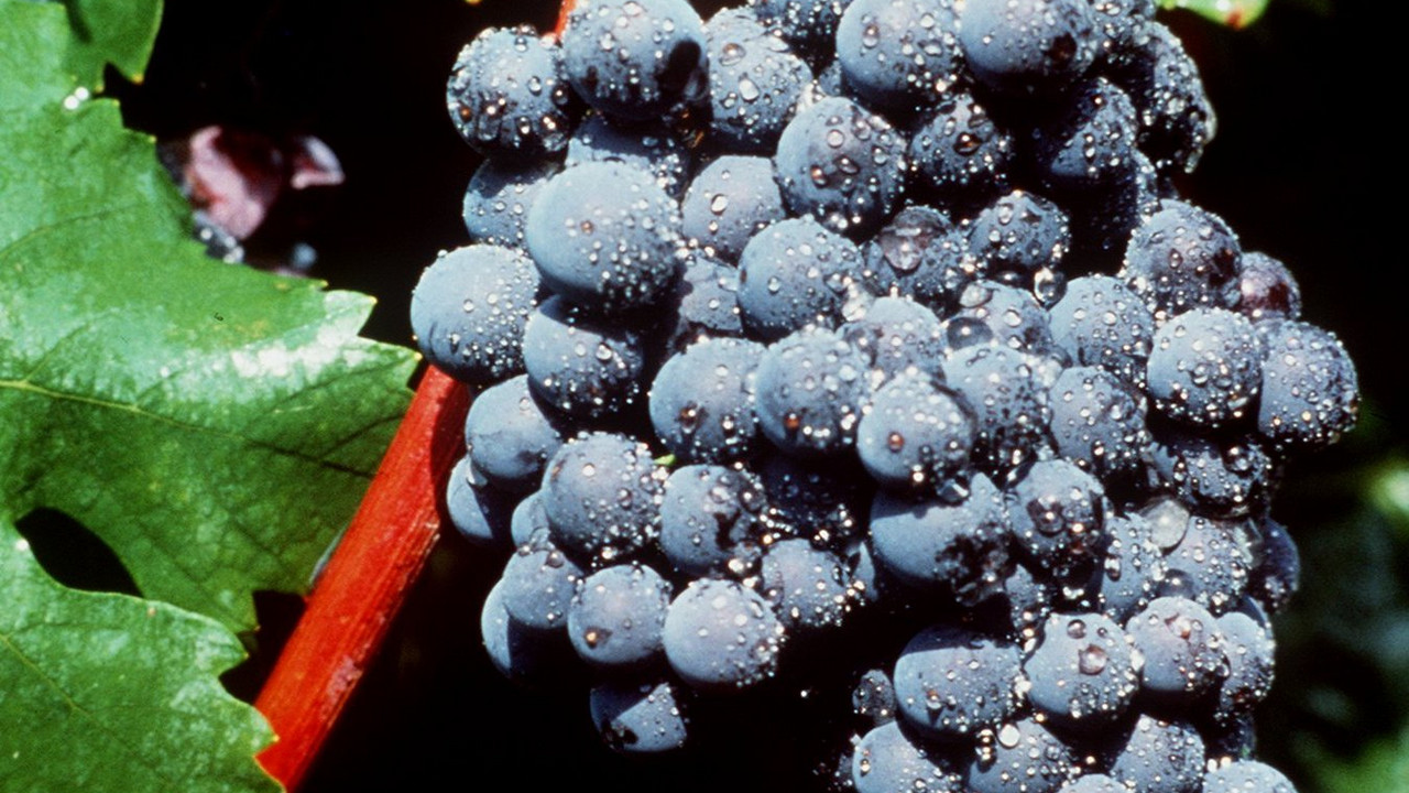 Portugieser Traube; Bild: dpa