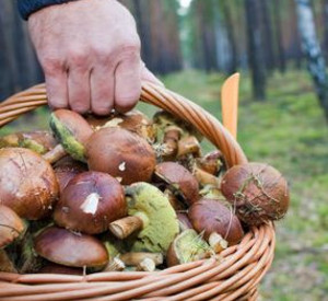 Pilzklau in Rheinland-Pfalz; Bild: dpa