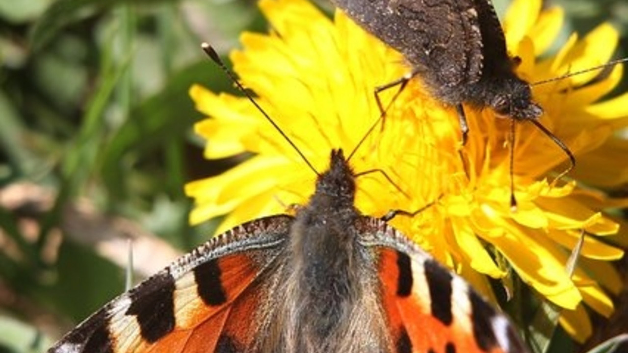 Schmetterlinge auf Blüte; Foto: dpa