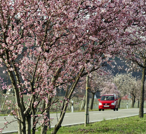Landstraße in der Pfalz; Bild: dpa