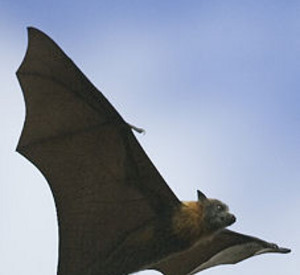 Fledermaus im Flug; Bild: stk-Archiv