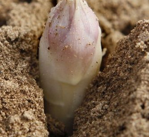 Spargel; Bild: dpa