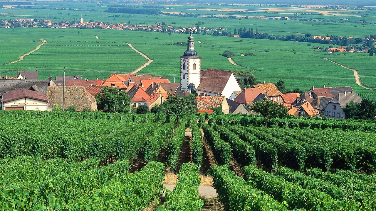 Weinberge bei Weyher; Bild: dpa