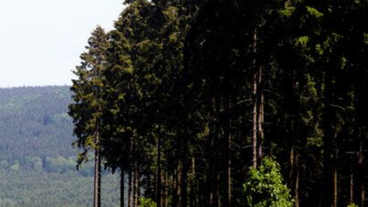 Idarwald am Erbeskopf bei Börfink; Bild: dpa